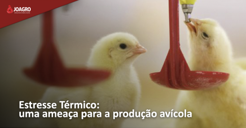 Estresse Térmico: uma ameaça para a produção avícola