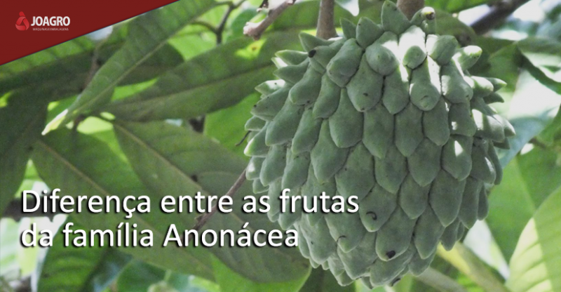 Conheça a diferença entre as  frutas da família Anonácea
