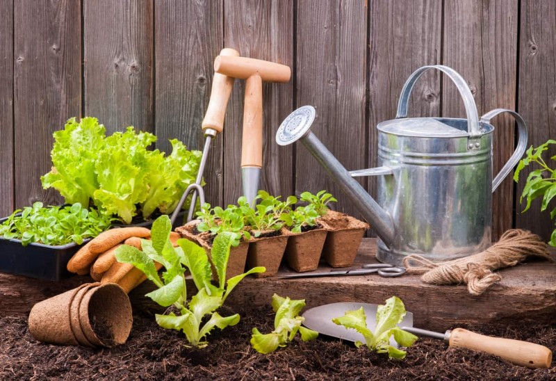 Tudo que você precisa saber para ter uma horta em casa