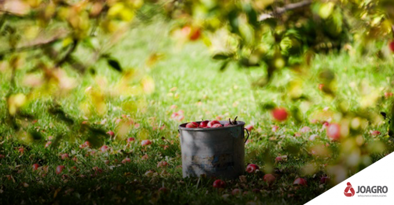 Pós colheita - conservação de frutas