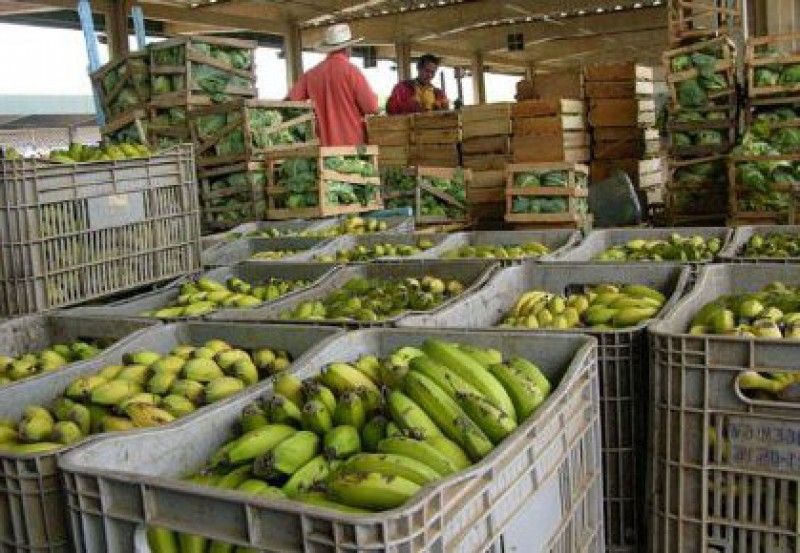 Manutenção e limpeza de caixas de verduras para garantir a segurança alimentar