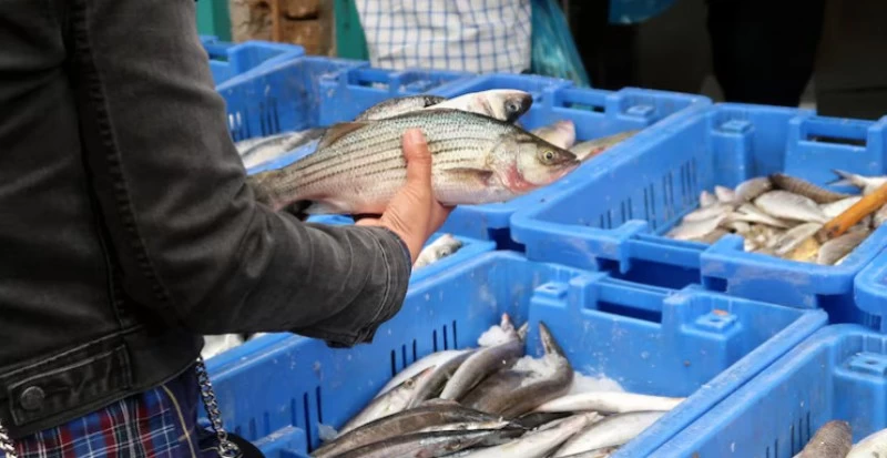 Transporte de Pescados e Frutos do Mar: Estratégias para Garantir a Alta Qualidade