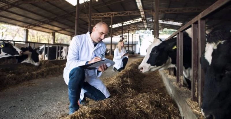 Normas da ANVISA para produção de animais para corte