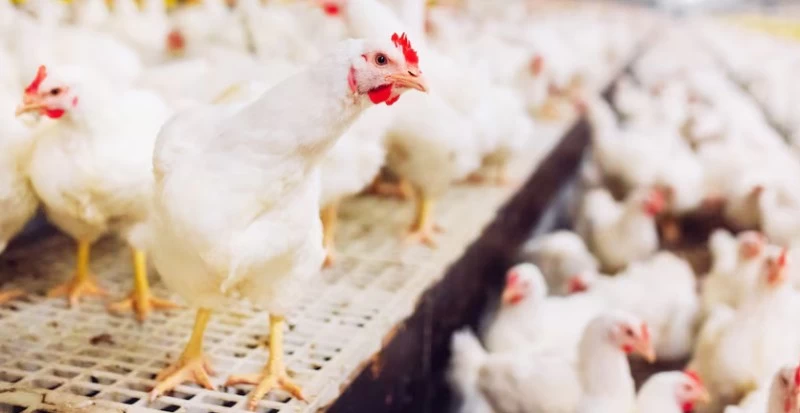 A importância dos estrados plásticos na redução do estresse no transporte de aves