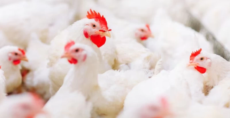 Gaiola para frango vivo: qual o melhor tipo para o transporte do animal?