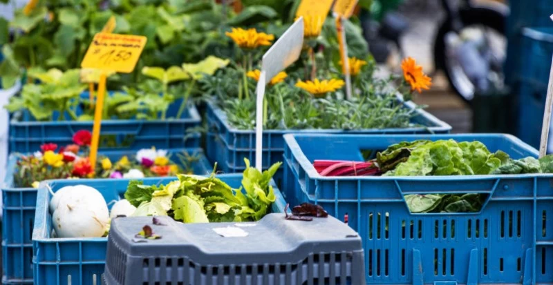 Caixas de verdura: qual o melhor modelo para utilizar?