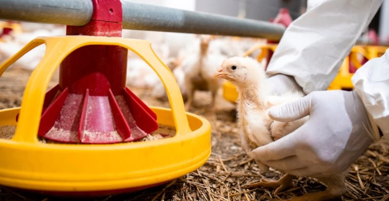 Avicultor: 5 vantagens das caixas plásticas em comparação às de madeira