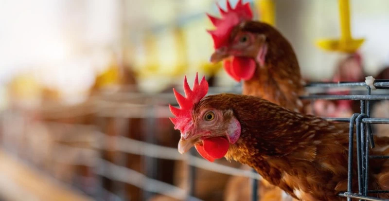 Gaiola para transporte de galinha e inovação no setor avícola: tecnologia a favor da produção