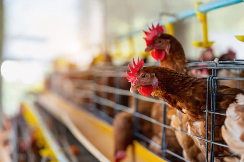 Caixa para transporte de frango vivo: como escolher o modelo mais seguro